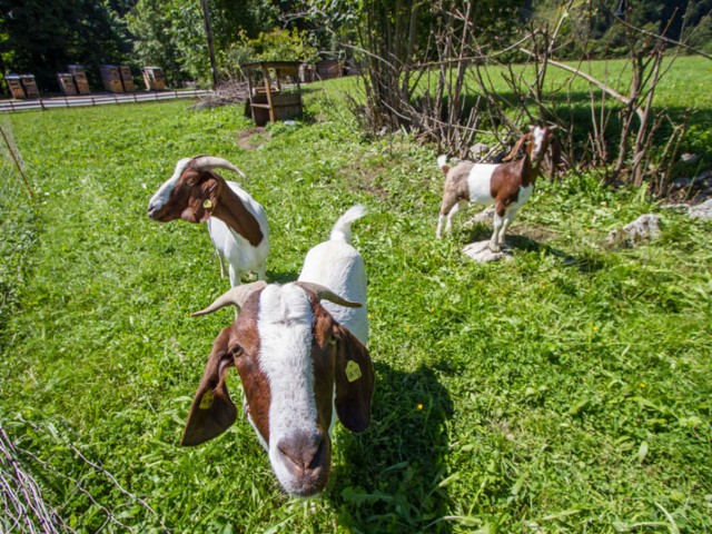 Hotel-Pension Wildschütz