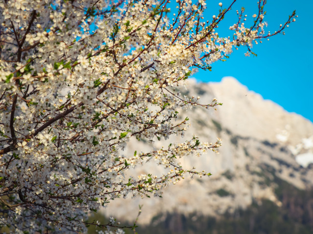 Hotel Gasthof "Zum Schweizer"