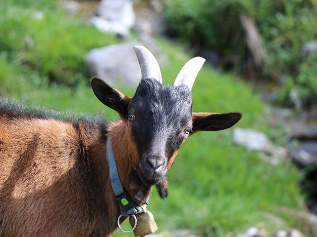 Ferienbauernhof Schwaigergut