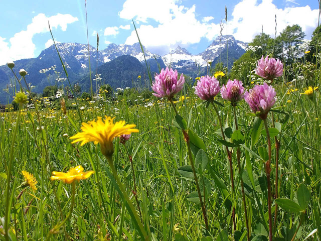 Appartement Mühlpointhof in Lofer